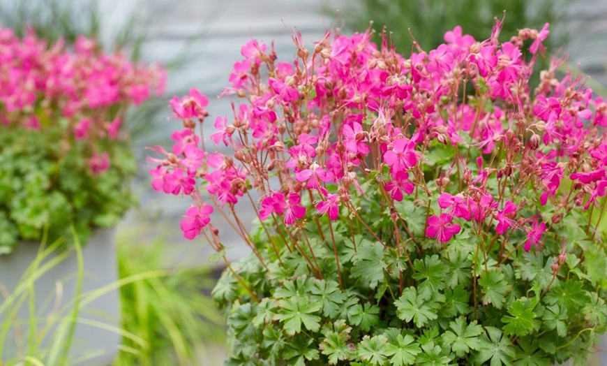 Image 3: One or Three Geranium 'Intense' 9cm Pot, Vibrant Neon Pink Blooms