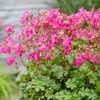 Image 3: One or Three Geranium 'Intense' 9cm Pot, Vibrant Neon Pink Blooms