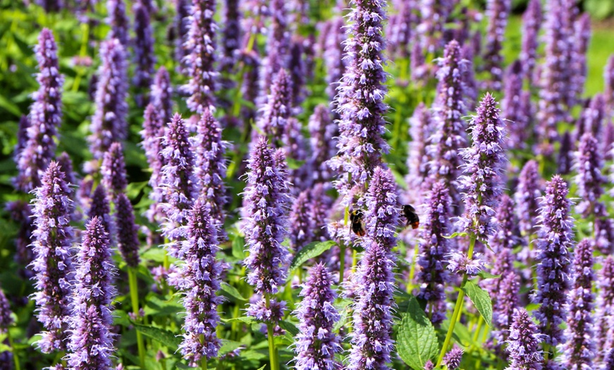 Image 2: Bordure NatureNest Joy