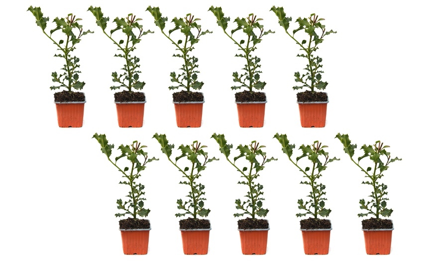 Image 3: 10 Packs of Hedge Holly Potted Plants in 9cm Pots