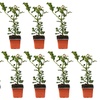 Image 3: 10 Packs of Hedge Holly Potted Plants in 9cm Pots