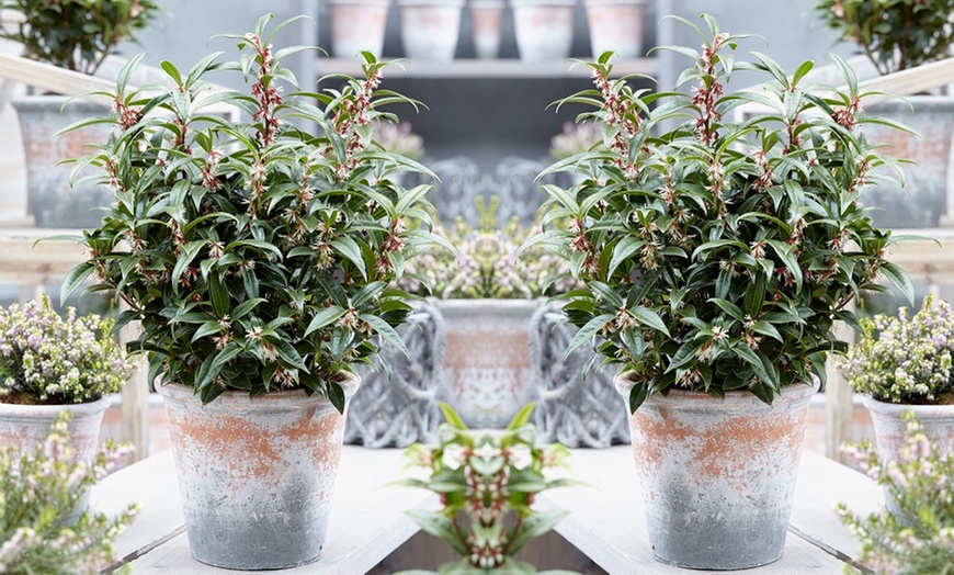 Image 1: Scented ‘Winter Gem’ Sarcococca confusa - Up to 4 Potted Plants