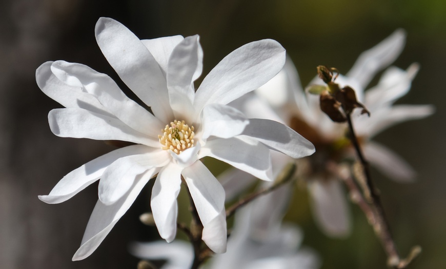 Image 3: 3er-Set Stern-Magnolien, Tulpen-Magnolie oder Magnolie „Susan