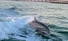 2 or 4-Hour Dolphin & Crab Island / 2-Hour Sunset Cruise -Up to 12 at Crab-Island Dolphin Tours (Up to 0% Off)