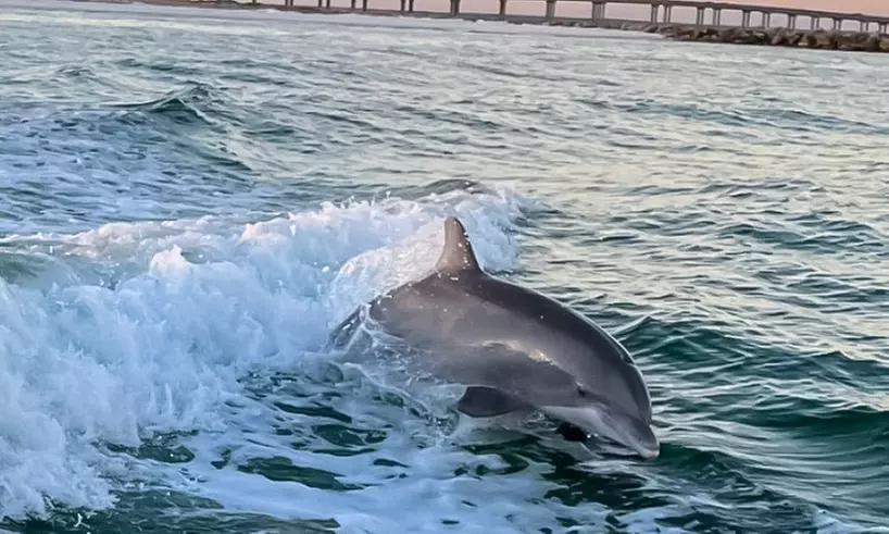 2 or 4-Hour Dolphin and Crab Island Cruise Or 2-Hour Sunset Cruise