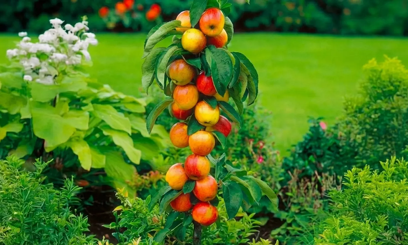 Set di 4, 6, 8 o 12 alberi da frutto a colonna