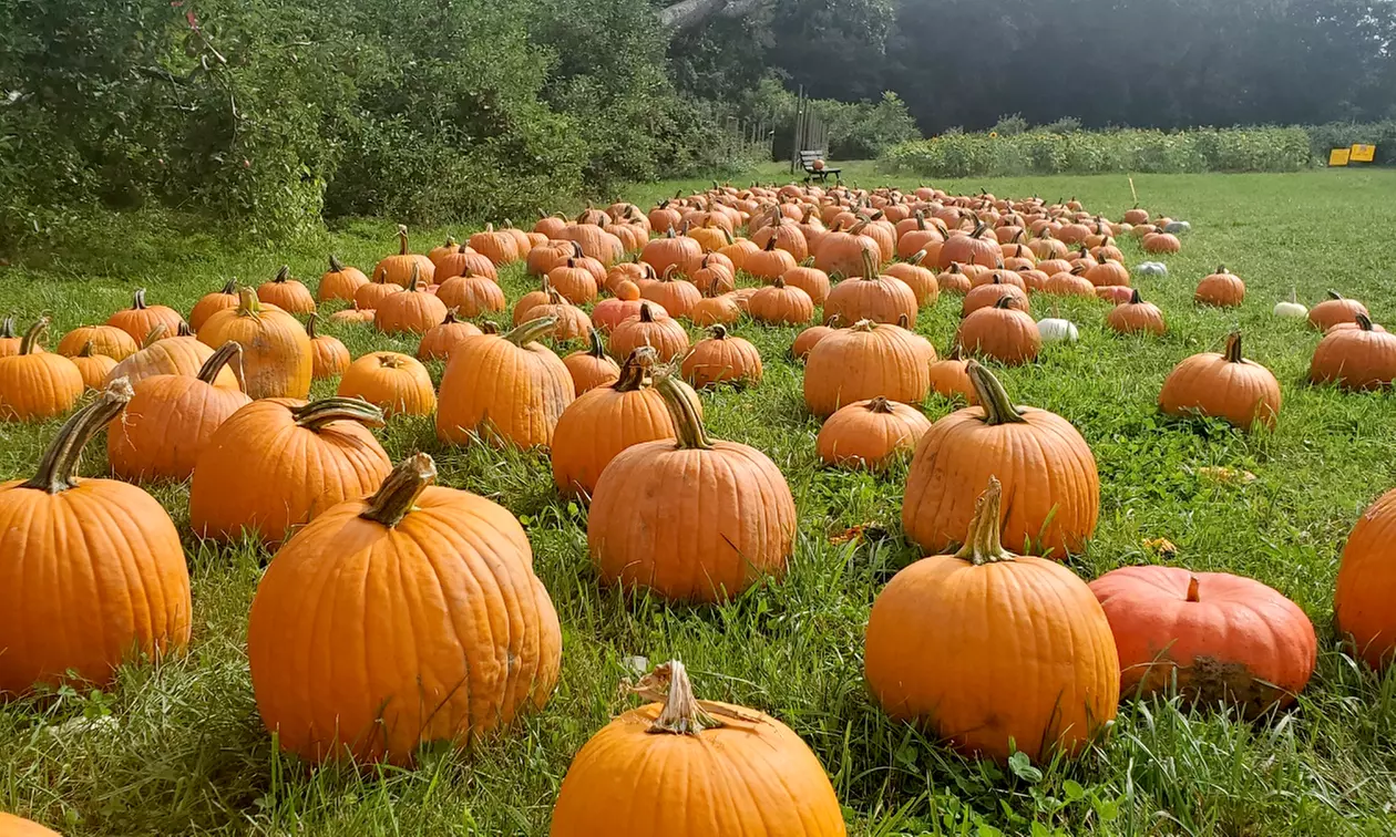 Two or Four Corn Maze Tickets with Optional Apple Picking at Scott's Yankee Farmer (Up to 36% Off) - Primary Image