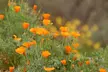 Discover Serene Beauty & Explore 86 Acres of Rare California Native Plants at California Botanic Garden - Second Medium