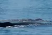 Luxury San Diego Whale Watching Tour - Up to 35% Off with Wild Pacific Whale Watch - Second Medium