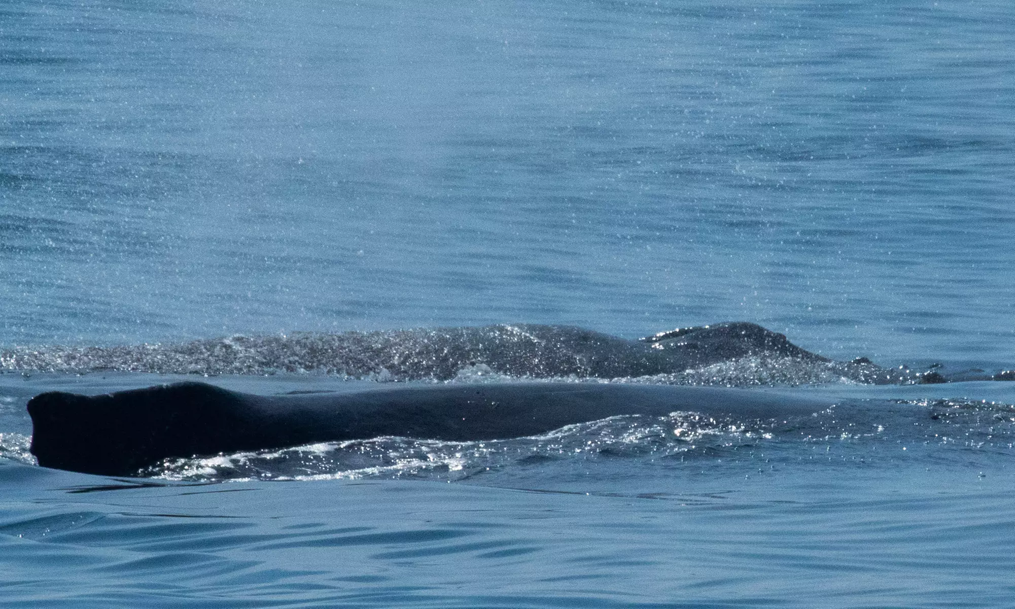 Luxury San Diego Whale Watching Tour