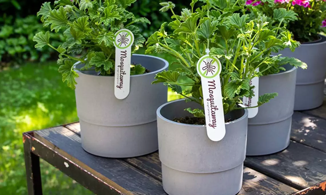 3 oder 6 Zitronengeranie "Pelargonium Graveolens" gegen Mücken - Primary Image