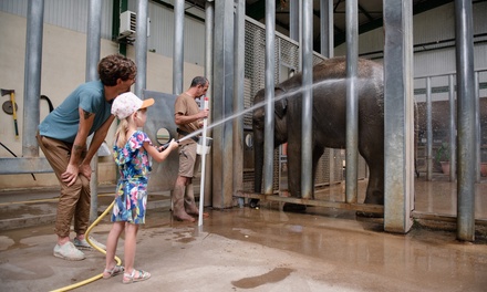 Entrée "Douche des éléphants" avec accès au parc inclus - à partir de 8 ans - Touroparc Zoo