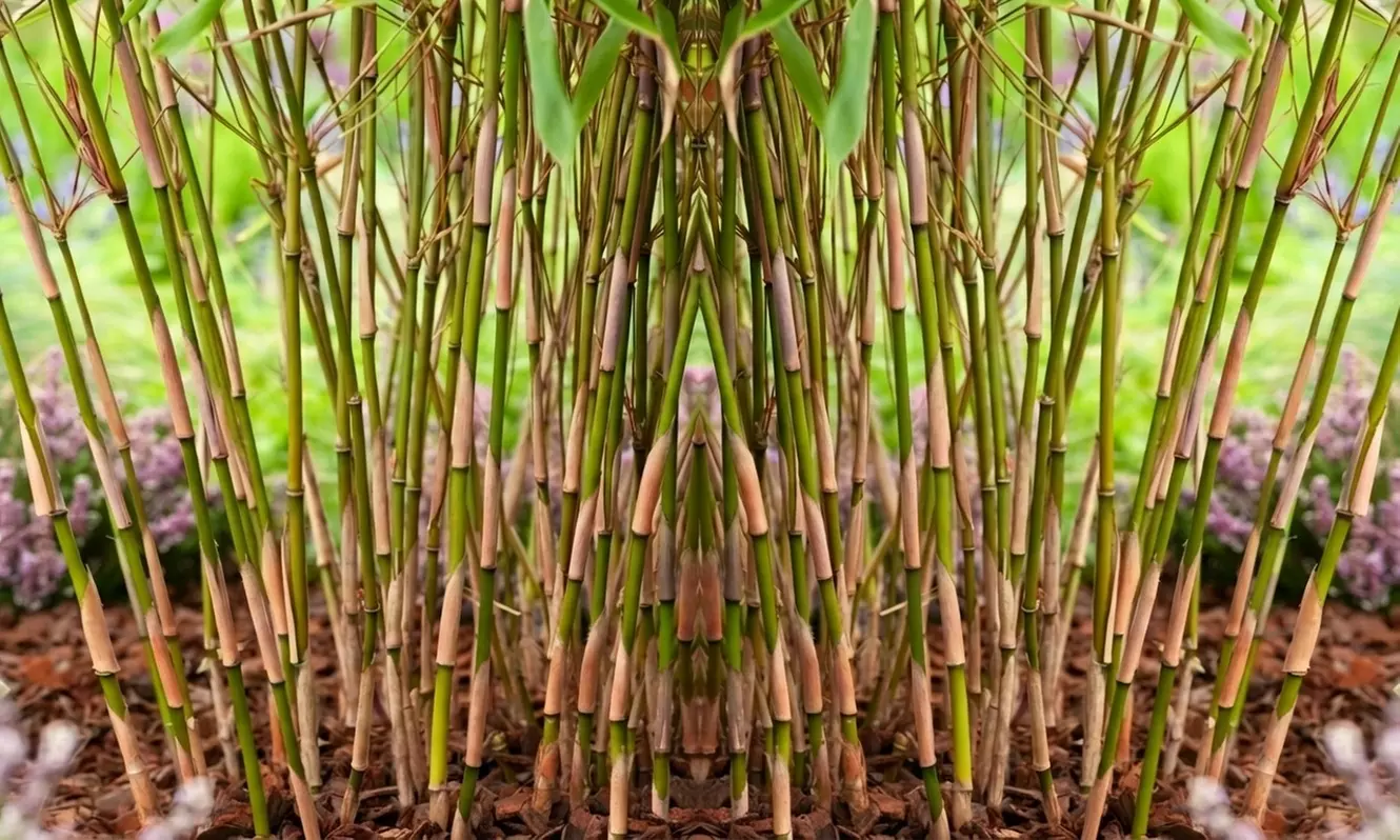 1 o 2 plantas de Fargesia Red Dragon