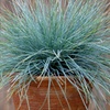 Image 2: 6 plants de fétuque bleue Festuca Glauca "Blue" 12-15 cm