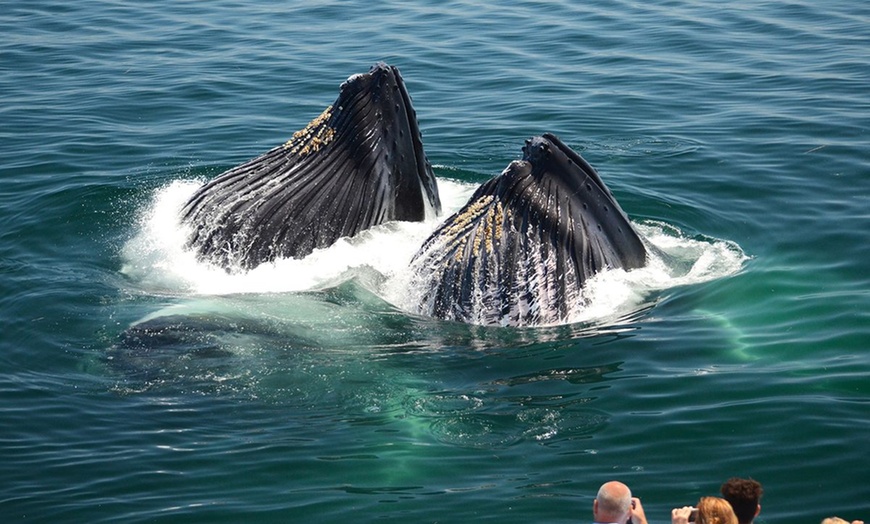 Image 2: Experience Whale Watch Experience of a lifetime in Boston