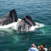 Image 2: Experience Whale Watch Experience of a lifetime in Boston