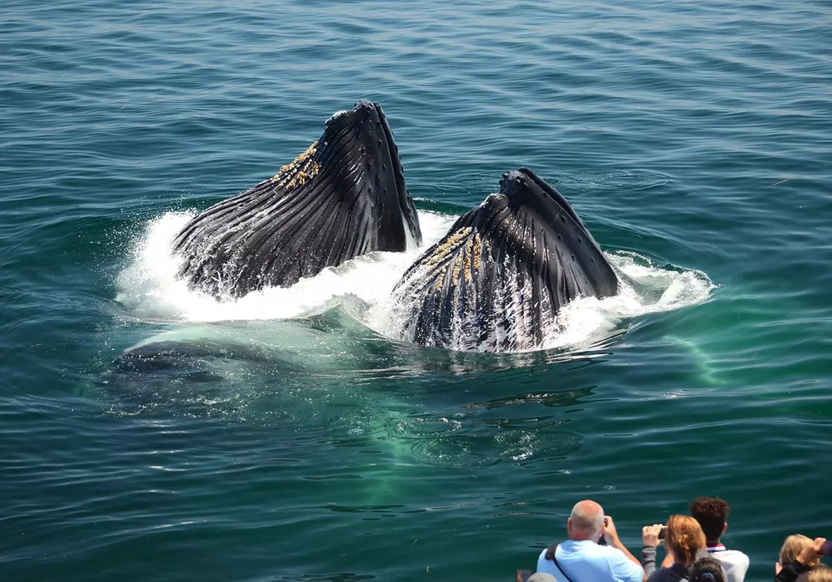 Experience Whale Watch Experience of a lifetime in Boston
