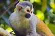 ✈ 7-Night Costa Rica Volcano & Beach Vacation from Travel by Jen. Price is per Person, Based on Two Guests per Room. - Second Medium