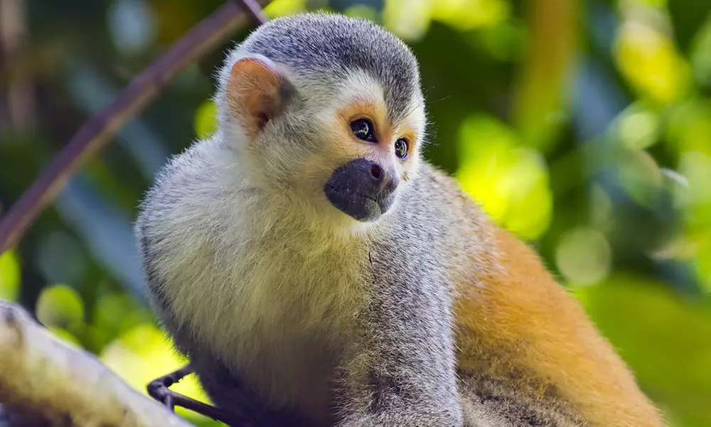 ✈ 7-Night Costa Rica Volcano & Caribbean Beach Vacation w/Air