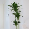 Image 1: Plante Dracaena Janet Craig
