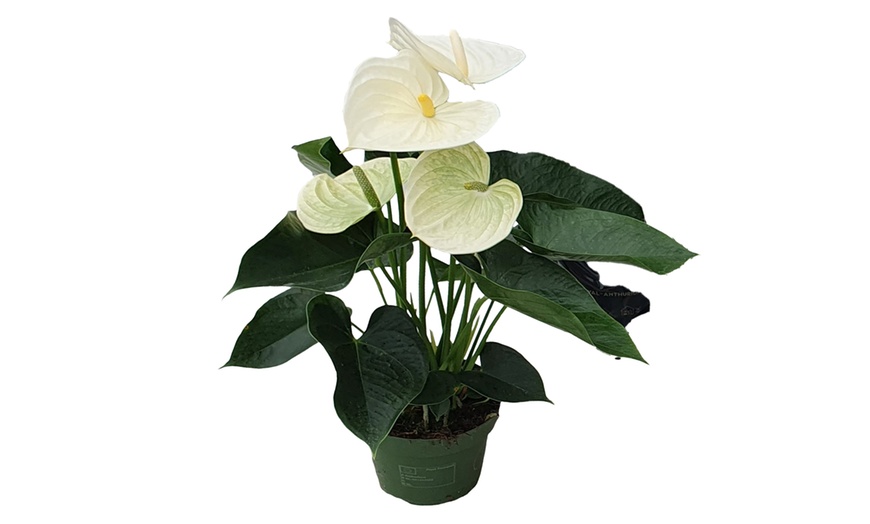 Image 12: Anthurium