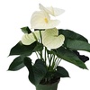 Image 12: Anthurium