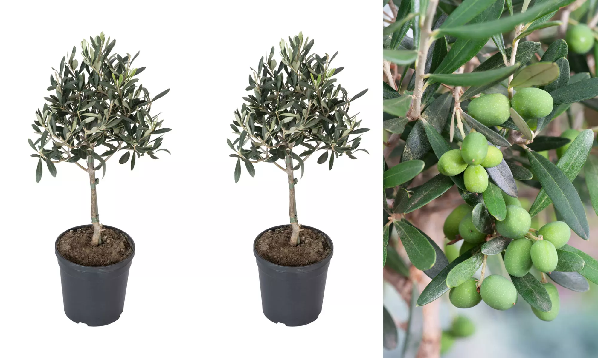 2, 4 of 8 winterharde olijfbomen