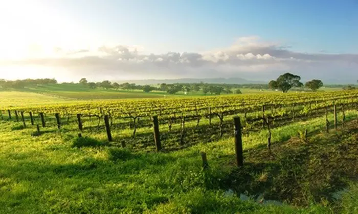 Regular Tasting Flight + Charcuterie or Cheese Board for One or Two