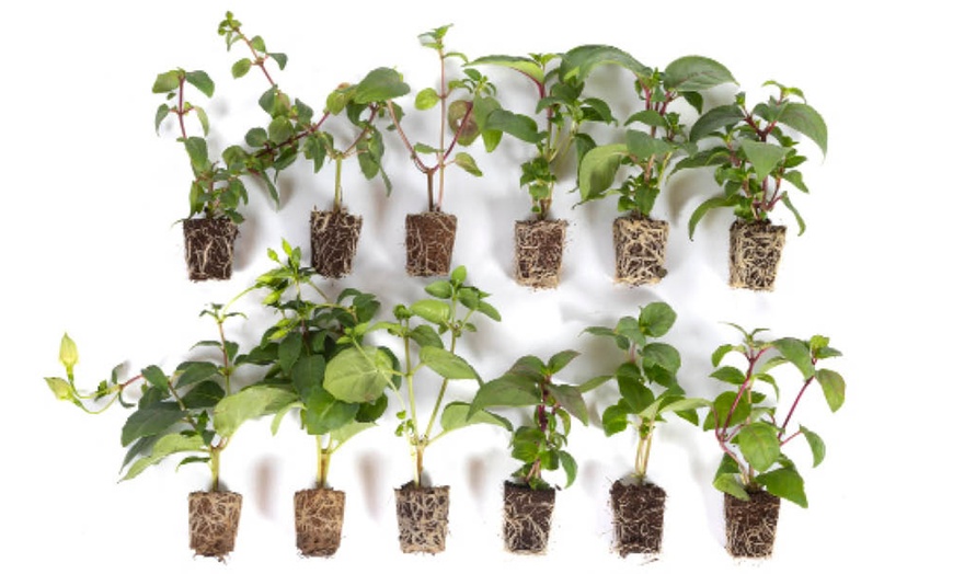Image 3: YouGarden American Fuchsia Collection 