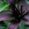 Image 1: 5, 10 or 20 Lily Black Jewel Bulbs 