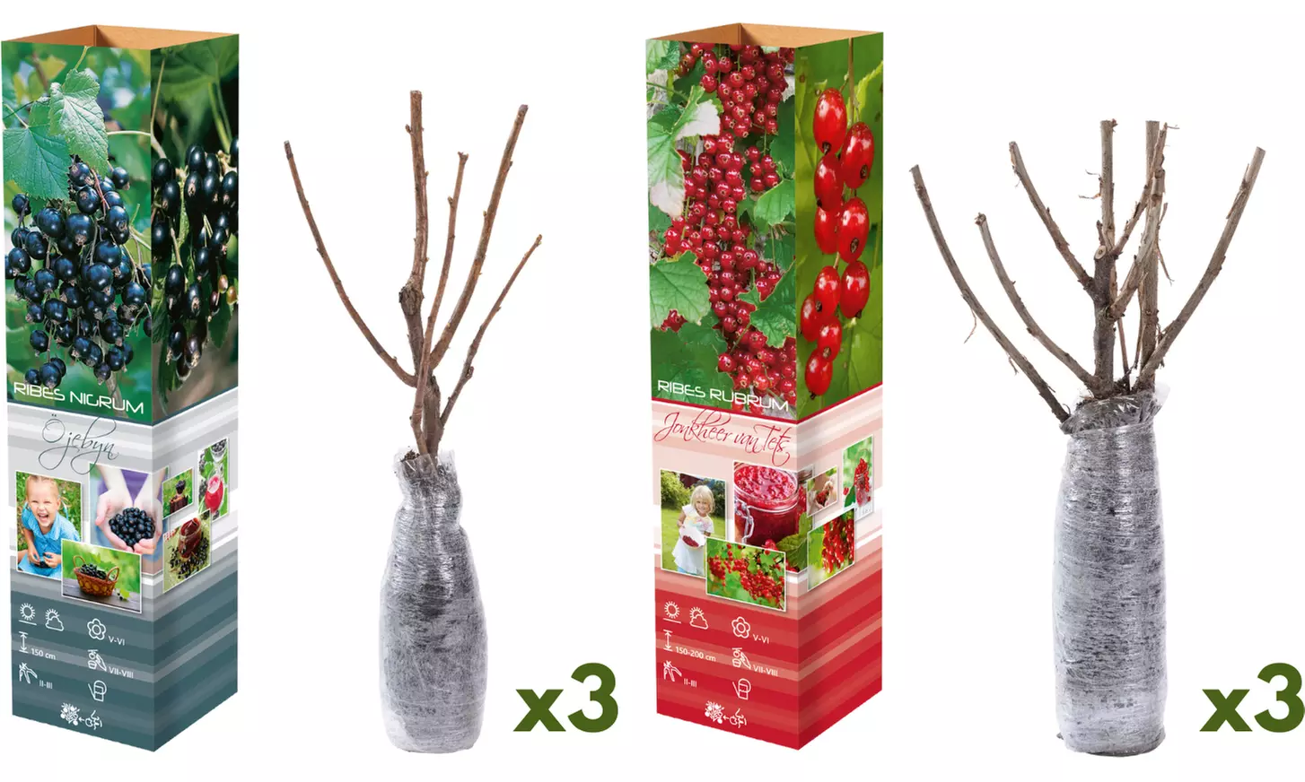 3x oder 6x rote und/oder schwarze Johannisbeeren