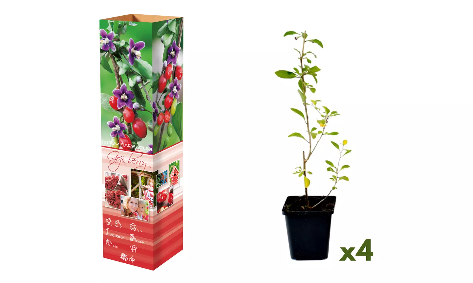 Set di 4 piante di bacche di Goji, con altezza alla consegna di 30 - 38 cm - Image 2