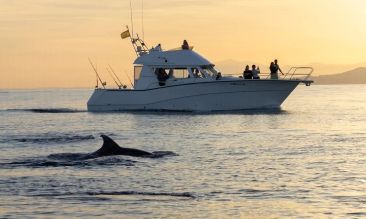 Avistamiento de cetáceos en grupos reducidos para 1 o 2 personas