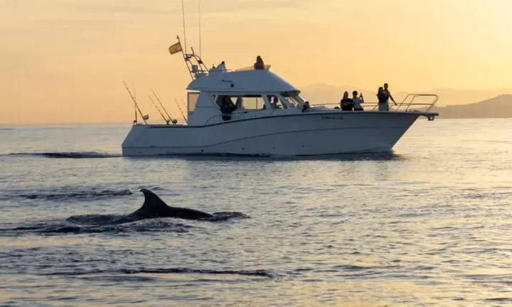 Avistamiento de cetáceos en grupos reducidos para 1 o 2 personas