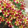 Image 4: 5 or 10 Petunia Amore Queen of Hearts Plug Plants