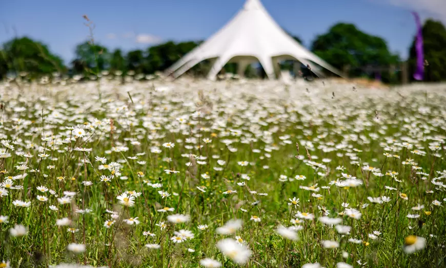 Image 16: Wildflower Meadow Afternoon Tea for Two or Four – Relax & Unwind at Finchingfield Lavender Field! (Up to 45% Off)