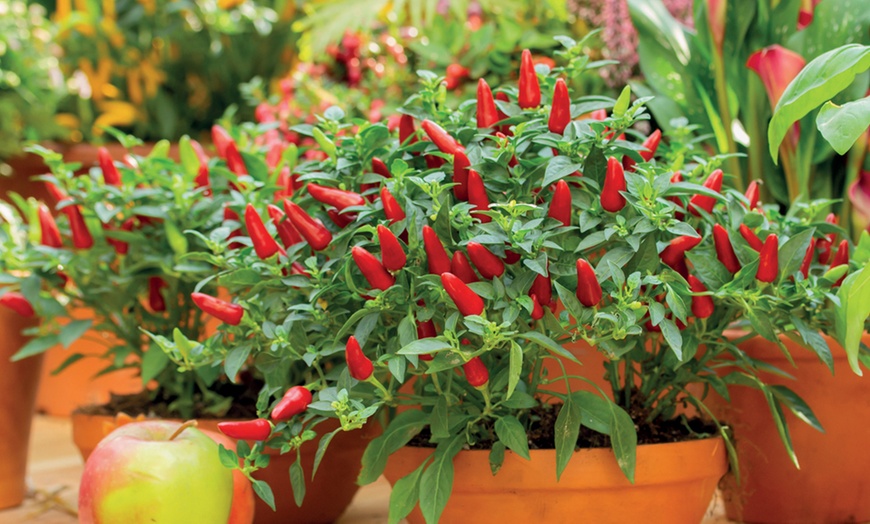 Image 2: Small Space Vegetable Plants - 3 or 6 Potted Plants