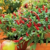 Image 2: Small Space Vegetable Plants - 3 or 6 Potted Plants