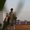Image 3: Ride Through Desert Beauty with Horseback Hacks & Arena Lessons