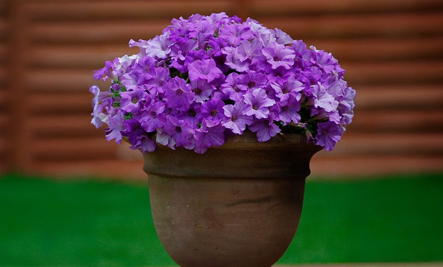 Image 4: YouGarden 12 or 18 Packs of Surfinia Petunia Plug Plant Collections