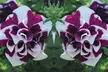 Scented Petunia Frills and Spills, 5, 10 or 20 Plants - Image 5