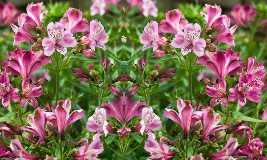 Image 2: Alstroemeria 'Butterfly Hybrids' – 3 or 6 Plug Plants
