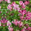 Image 2: Alstroemeria 'Butterfly Hybrids' – 3 or 6 Plug Plants
