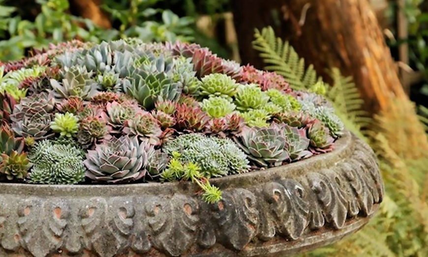 Image 9: Set de plantes Sempervivum