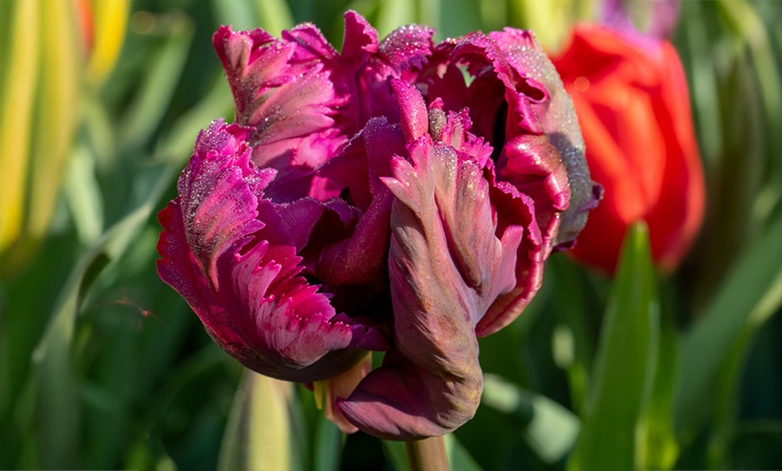 Image 7: Tot 20 'Parrot Mix'-tulpenbollen