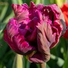 Image 7: Tot 20 'Parrot Mix'-tulpenbollen