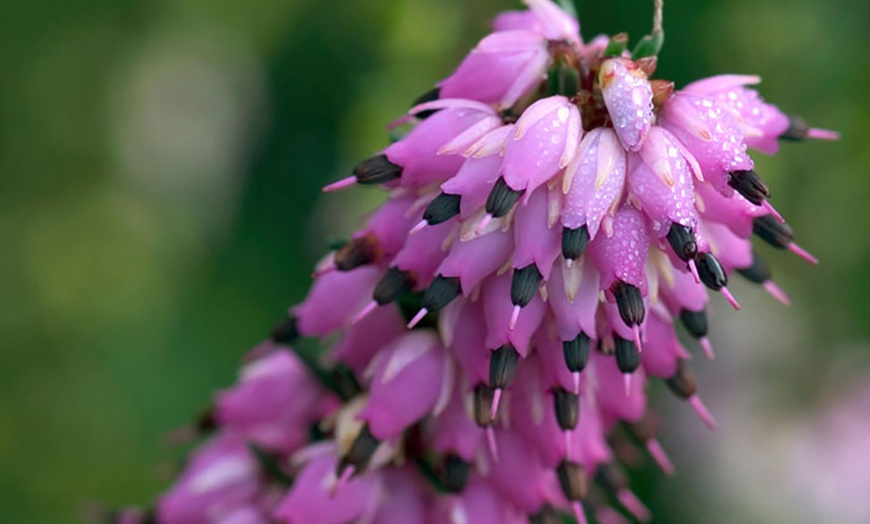 Image 3: Heather Potted Plants