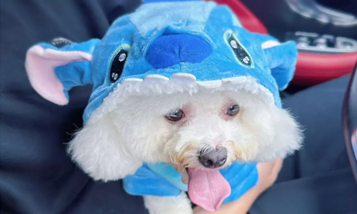 Hoodie für Katzen oder Hunde im Cartoon-Design