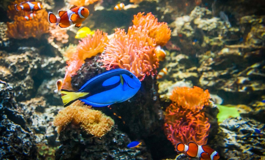 Image 3: SEA LIFE Weymouth Aquarium Entry