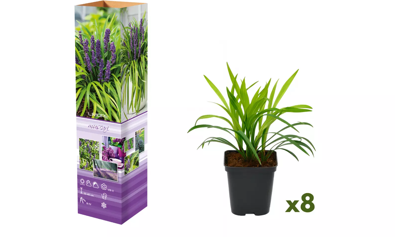 Lot de 4 ou 8 plants de Liriope Muscari